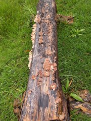 Schizophyllum commune