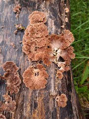 Schizophyllum commune