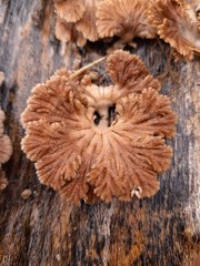 Schizophyllum commune
