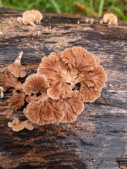 Schizophyllum commune