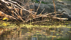 Nycticorax nycticorax