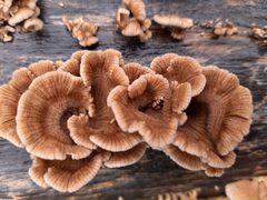 Schizophyllum commune