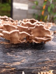 Schizophyllum commune