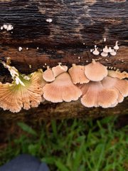 Schizophyllum commune