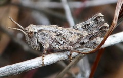 Aeoloplides fuscipes