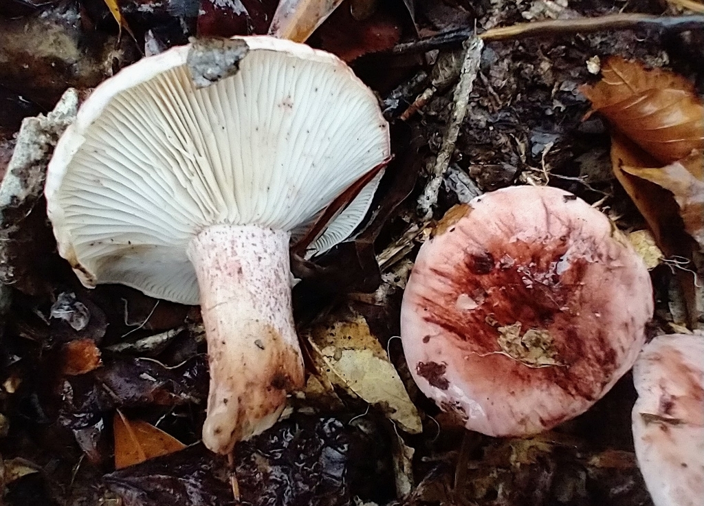 Hygrophorus sp. 'russula-AL01'