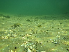 Cobitis melanoleuca