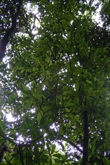 Doratoxylon apetalum