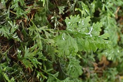 Hymenophyllum inaequale