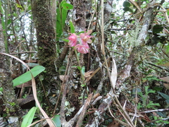 Epidendrum cleistocoleum