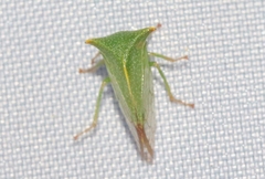 Stictolobus arcuatus