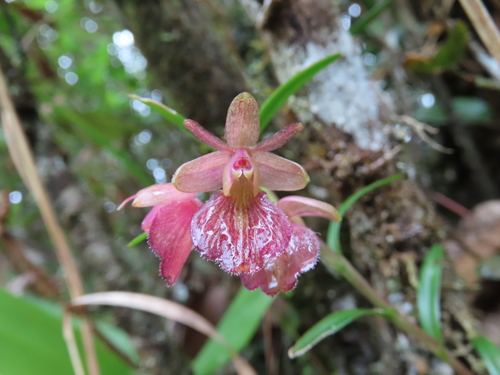 Cleistocoleum Orchid