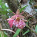 Epidendrum cleistocoleum - Photo (c) Juan C. Cepeda Espinosa, osa oikeuksista pidätetään (CC BY), lähettänyt Juan C. Cepeda Espinosa