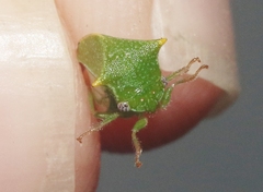 Stictolobus arcuatus