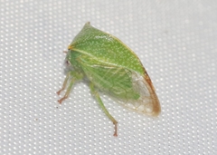 Stictolobus arcuatus