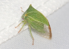 Stictolobus arcuatus