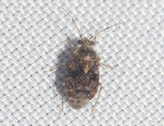 Monalocorisca rostrata