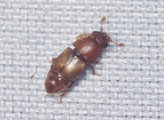 Carpophilus mutilatus