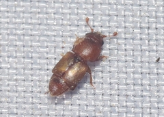Carpophilus mutilatus