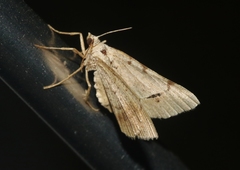 Frederickia flaviterminata