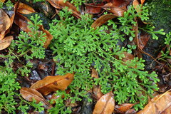 Selaginella fruticulosa