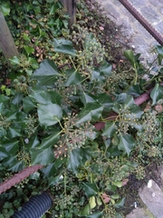 Hedera helix
