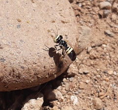 Liphanthus sabulosus