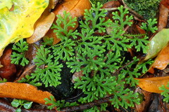 Selaginella fruticulosa