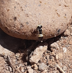 Liphanthus sabulosus