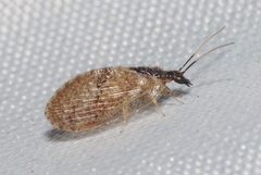 Sympherobius barberi
