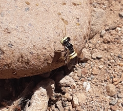 Liphanthus sabulosus