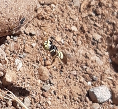 Liphanthus sabulosus