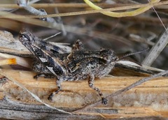 Aeoloplides fuscipes