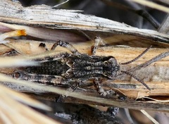 Aeoloplides fuscipes