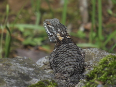 Sceloporus torquatus binocularis