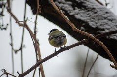 Parus major