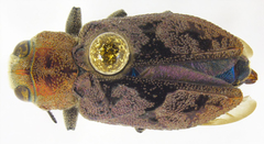 Chrysobothris helferi