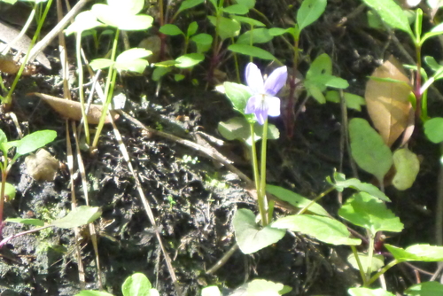 Image of Viola edulis by (c) mfeaver, some rights reserved (CC BY)