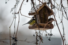 Parus major