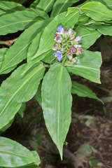 Dichorisandra amabilis