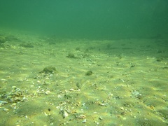 Cobitis melanoleuca