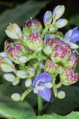 Dichorisandra amabilis