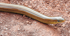 Ophiodes
