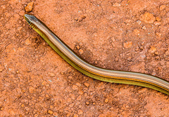 Ophiodes