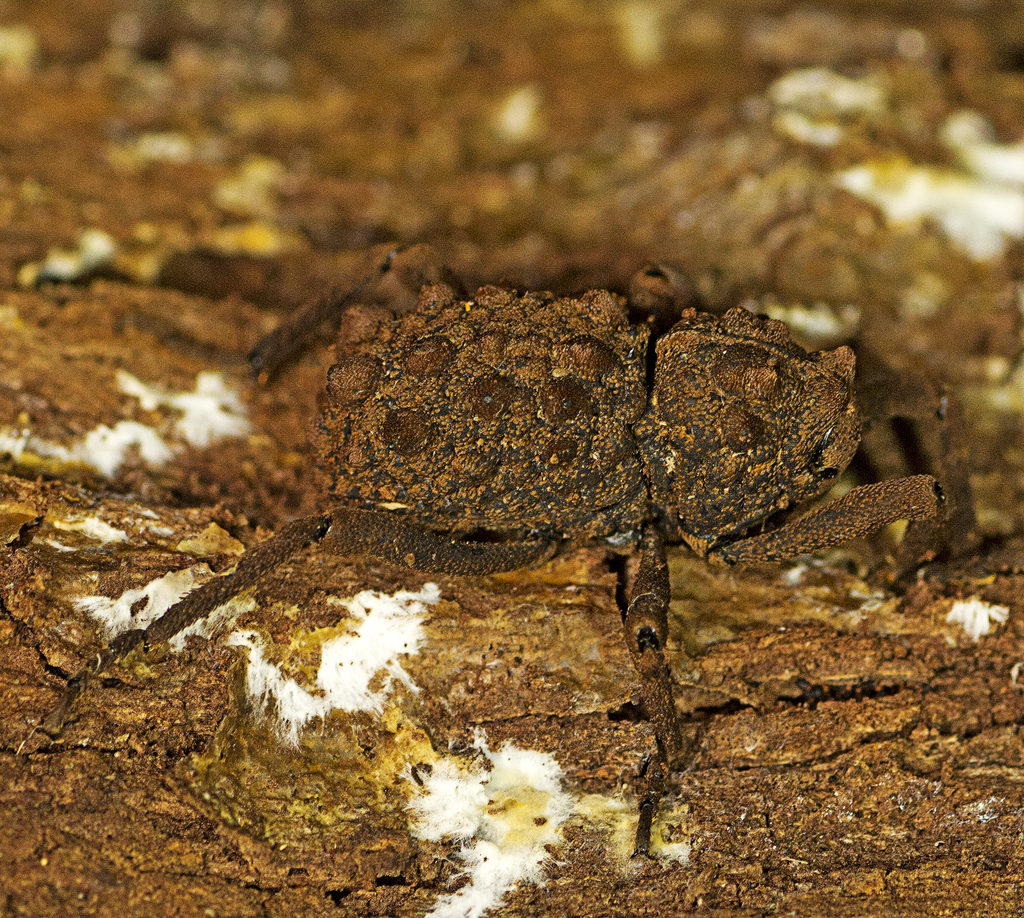 Mormosintes