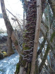 Auricularia mesenterica
