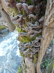 Auricularia mesenterica