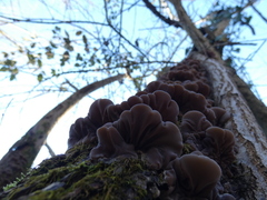 Auricularia mesenterica
