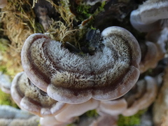 Auricularia mesenterica