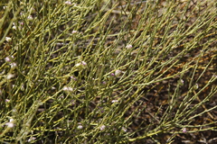 Muraltia spinosa